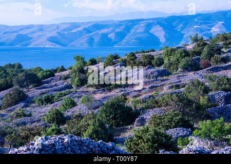 Croazia, isola di Hvar - Giugno 2018: Hvari è famosa in tutto il mondo per la sua lavanda, che sia di elevata qualità in tutto il mondo. Grazie al suo clima unico e Foto Stock