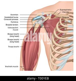 Muscoli della spalla e del braccio 3d medical illustrazione vettoriale su sfondo bianco Illustrazione Vettoriale