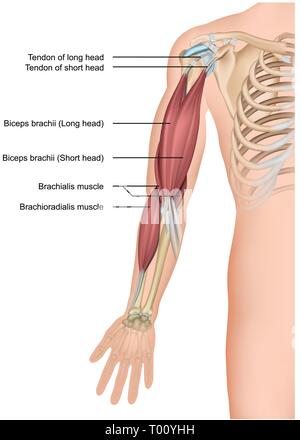 E bicipiti anatomia brachioradialis 3d medical illustrazione vettoriale su sfondo bianco Illustrazione Vettoriale