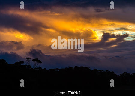 Tramonto al campeggio Rarawa, silhouette alberi un drammatico nuvole, Isola del nord, Auckland, Nuova Zelanda Foto Stock