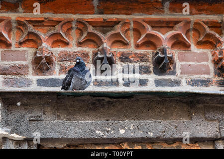 Piccioni su una mensola a muro Foto Stock