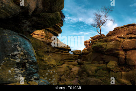Brimham Rocks e betulla, North Yorkshire Foto Stock