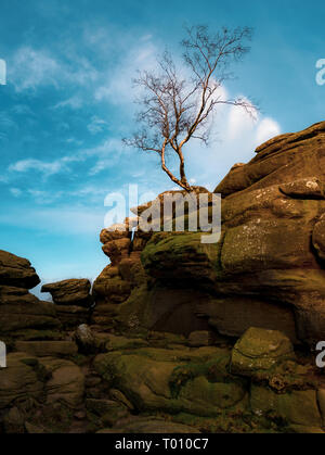 Lone Betulla a Brimham Rocks, North Yorkshire Foto Stock