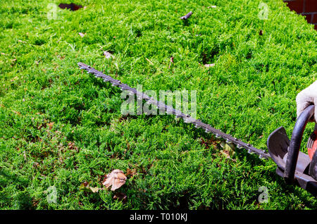Un uomo siepe di fresatura con trimmer macchina il giardiniere è rami a fresare Foto Stock
