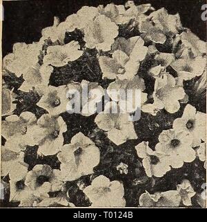 Dreer giardino del libro per 1942 . dreersgardenbook1942henr Anno: 1942 in semi di fiori per il 1942 nelle petunie in miniatura a® La miniatura nelle petunie rappresentano un com- paratively recente sviluppo. Poiché le piante crescono solo circa 6 pollici di altezza sono splendide per letti stretti e frontiere. 3295 rosa gemma. Ben arrotondati bussole 6 pollici di altezza coperti con profonda fiori rosa. Pkt. ISc; grandi pkt, 60c. 3296 rosa e bianco perla. Rosa brillante- rosa starred con il bianco. Pkt. 20c; pkt di grandi dimensioni. 75c. 3298 Rose crêpe de Chine. Di seta rosa ricca tessitura crespa. Pkt. 20c; pkt di grandi dimensioni. 75c. 3297 rosa gemma. Letteralmente affogati Foto Stock