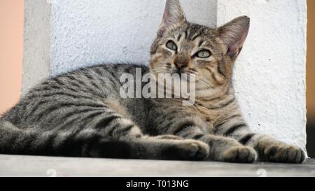 Ritratto di un gatto grigio con un espressione sognante nel suo volto, con testa in alto e appoggiata contro il muro Foto Stock