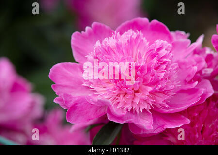 Paeonia lactiflora Barbara è un eccellente fiore per il giardino e per il taglio in un mazzo di fiori in ambienti chiusi. Foto Stock