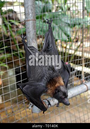 Un frutto bat appeso a testa in giù in una gabbia di fili con la sua parte posteriore Foto Stock