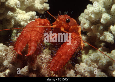 Hawaiian o Red reef o Hairy reef aragosta (Enoplometopus occidentalis) Foto Stock