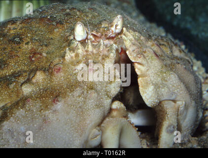 Casella di reef granchi (Calappa hepatica) Foto Stock