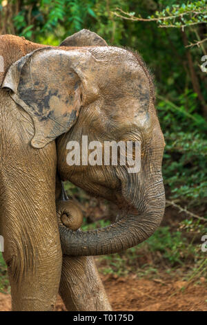 Un giovane elefante si raffredda fuori dal calore dalla copertura stessa nel fango da una piccola piscina in Udawalawe parco nazionale nella provincia meridionale di Sri Lanka. Foto Stock