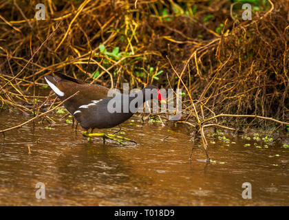 Gallinelle d'acqua, talvolta chiamato galline di palude Foto Stock