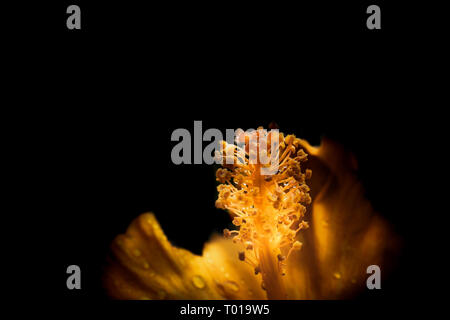 Fiore con gocce d'acqua su sfondo nero in stile vintage Foto Stock