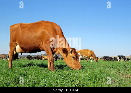Fresian - Holstein vacche da latte di pascolare su lussureggianti e verdi pascoli Foto Stock