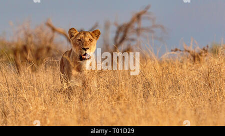 Unico leonessa africana in parte mimetizzata e si fermò in alto di colore giallo dorato erba guarda in avanti Foto Stock