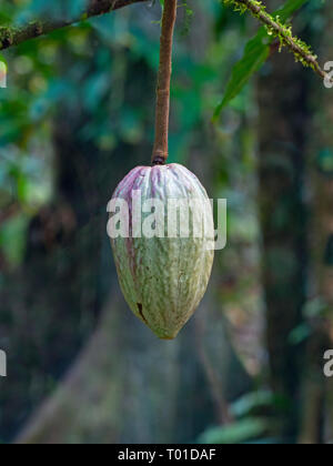 Albero di cacao Theobroma cacao mostrando pod di frutta Foto Stock