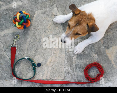 Vista dall'alto sul cane sdraiato sul pavimento accanto alle forniture per camminare con pet Foto Stock