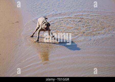 Cani giocando sulla spiaggia Foto Stock