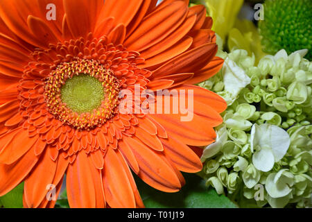 Gerbera Daisy Foto Stock