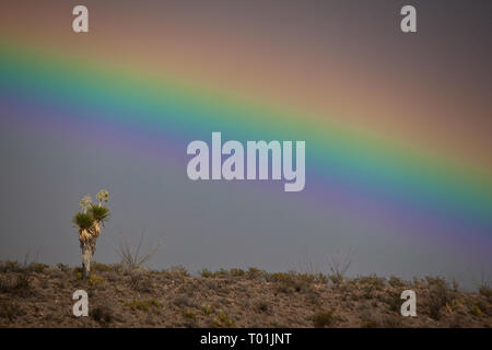 Chispa Road, Presidio County, Texas, Stati Uniti d'America Foto Stock