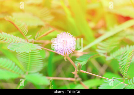 La mimosa pudica o impianto sensibili flower pink bella su erba in natura Foto Stock