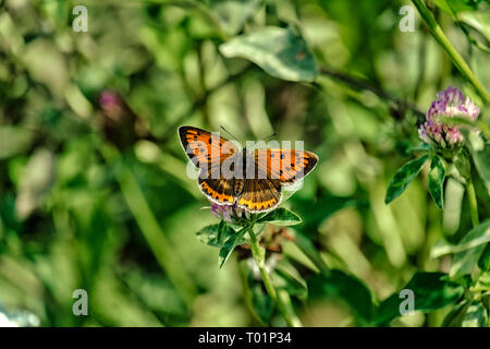 Rame di grandi dimensioni. Arancione farfalla della famiglia Lycaenidae (Lycaena dispar) Foto Stock