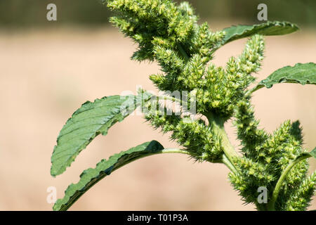 Fiori e foglie di amaranto comune (Amaranthus retroflexus) Foto Stock