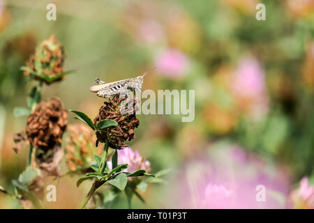 Locusta marocchino a secco su un fiore di trifoglio (Dociostaurus maroccanus) Foto Stock