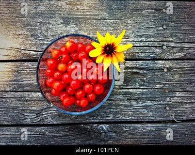 Pomodori ciliegia e il girasole su tavola in legno rustico, freschi dal giardino di casa Foto Stock