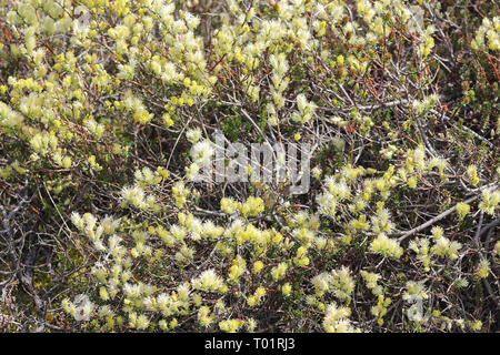 Fioritura Creeping willow, Salix repens, in un gioco di dune sull'isola del mare del Nord Sylt Foto Stock