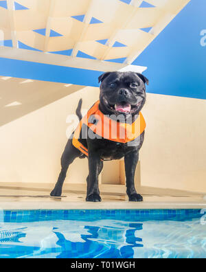 Felice, sorridente black staffordshire bull terrier cane in un giubbotto di salvataggio arancione, aiuti di galleggiamento in piedi dal lato di una piscina simile a un lifeg Foto Stock