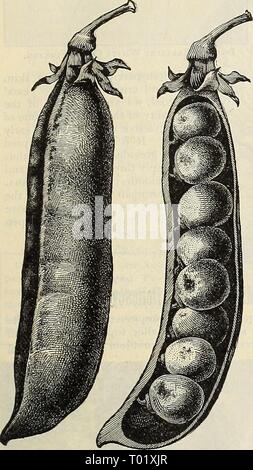 Dreer's garden calendario : 1898 . dreersgardencale1898henr Anno: 1898 Novità e specialità in semi di ortaggi. Foto Stock