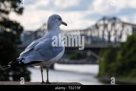 L'anello-fatturati gabbiano (Larus delawarensis) e guardare il tramonto sopra il ponte di Alexandra, Ottawa, Canada Foto Stock