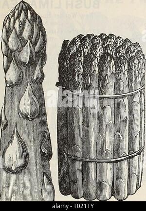 Dreer's garden calendario : 1898 . dreersgardencale1898henr Anno: 1898 DREER affidabile Semi di ortaggi. DREER di sementi sono state per sessanta anni uno standard tra i migliori giardinieri di questo paese per gli indubbi la purezza e l'eccellenza. Le sementi e le piante sono ora preso dalle principali società Express a una riduzione del 20 per cento, da tassi regolari di merci. Carciofo. La parte commestibile del carciofo è ihe sottosviluppato fiore-testa, la quale è adatta solo per l'uso in un stato immaturo. I capi che sono molto carnoso e gara quando cotta correttamente, sono bolliti e serviti con burro, sale e pepe. Foto Stock