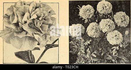 Dreer giardino del libro per il 1944 : sei gustose verdure per ogni giardino . dreersgardenbook1944henr Anno: 1944 America Petunia Alldouble Calendula Sunkist Foto Stock