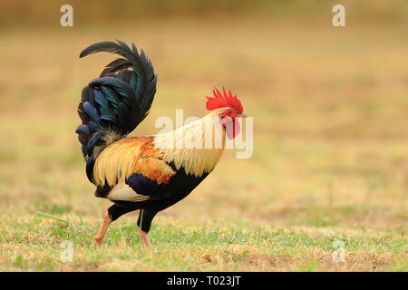 Coloratissimo pollo selvatico a Waimea, Kauai Foto Stock