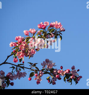 Il fiore di ciliegio in Ottawa, Canada Foto Stock