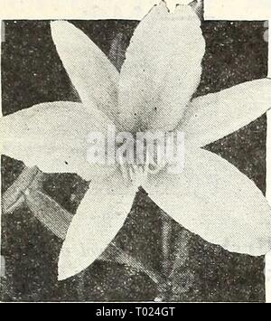 Dreer giardino del libro per 1947 . dreersgardenbook1947henr Anno: 1947 5 Novità e specialità per 1947 Hemerocallis Hemerocailis f^p] Daylily Limone 2614 ineguagliabile ibridi. Questa raffinata miscela comprende un gran numero di of- cravatte che rappresenta il più recente sviluppo- zioni in questo splendido disco}' per- ennial che fiorisce durante la somma- mer o inizio di caduta. 3-5 piedi di altezza. Pkt. 25c; pkt di grandi dimensioni. 75c. Foto Stock