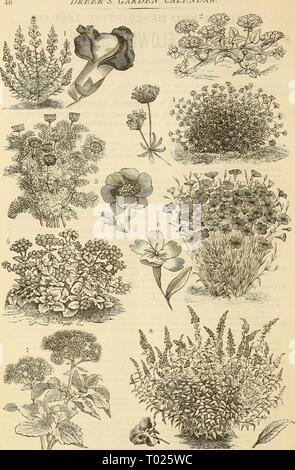 Dreer's garden calendario : 1883 . dreersgardencale1883henr Anno: 1883 DEEER GIARDINO DEL CALENDARIO i. Antirrhinum Nanum, Tom Thumb varietà. 2. Abronia Umbellata. 3. Adone /Estivalis, o Flos Adone. 4. L'asperula Azurea la setosa. : 5. Ageratum Nana imperiale. 6. Agrostemma Cosli Rosea varietà. 7. Ageratum Mexicanum. ! 8. Alonsoa Myrtifolia. Il mirto-lasciava Varietv. Foto Stock