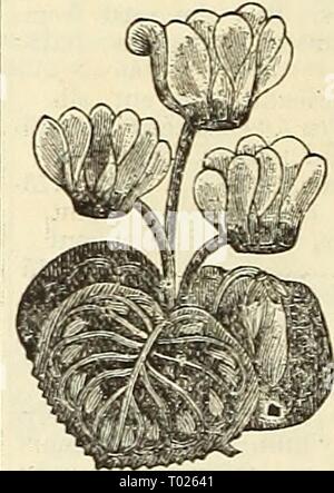 Dreer giardino del calendario per il 1887 . dreersgardencale1887henr Anno: 1887 mi^h'H Foto Stock