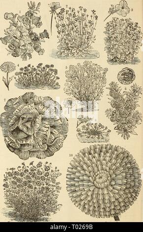 Dreer's garden calendario : 1883 . dreersgardencale1883henr Anno: 1883 50 DREER GIARDINO DEL CALENDARIO. i singoli Canterbury varietà campana. I 6. Camelia a fiore doppio balsami. 2. Campanula Carpatica varietà. 7- Double Solferino balsami. 3. Browallia Elata varietà. 8. Calandrinia varietà. Calendula Pongei o Doppia bianca Calendula. g. Brachycome Iberidifolia o fiume Swan Daisy 5' Qvlliopsis o Coreopsis varietà. ' 10. Calendula Meteor, o striato Calendula. Foto Stock
