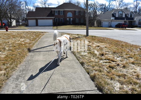 Passeggiate con il cane Foto Stock