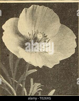 Dreer giardino del libro per 1946 : fedele per oltre un secolo . dreersgardenbook1946henr Anno: 1946 Dreer affidabile semi di fiori Hunnemannia-Santa Barbara Hunnemannia papavero ® gigante giallo Tulip Poppy- Santa Barbara Poppy- Bush Eschscholtzia 2673 Fumariaefolia. Questo è di gran lunga il migliore della famiglia di papavero per il taglio, rimanendo in buone condizioni per la sev- erale giorni. Semi seminati inizio nel mese di aprile si sono cresciuti in folte piante coperti con grandi Botton d'oro fiorisce dalla metà di luglio. Essi continuano a fiore fino a quando il disco di frost. Attraente, feathery, glaucous fogliame verde. 2 metri di altezza. Pkt. Foto Stock
