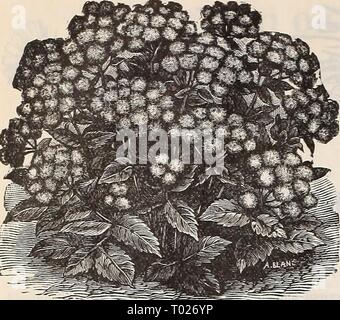 Dreer's garden calendario : 1898 . dreersgardencale1898henr Anno: 1898 56 DREER affidabile semi di fiori. Ageratum, far fronte il Pet. Un mARANTHUS. AGERATUM. Uno dei principali impianti per letti o i bordi e molto utile nel caso in cui cut-fiori sono nella domanda; in fiore tutta l'estate; buono anche per la fioritura invernale; annuari. per pkt. 5045 Coiispicuuin. Bianco; 2 piedi 5 Mexicauum 5041]. Blu lavanda ; 2 piedi 5 5042 Imperial Dwarf blu; 8 pollici 5 5043 Imperial White Dwarf; 8 pollici 5 5044 Jjasseaiixi. Rose ; 15 pollici & 5046 Affrontare il Pet. Incantevole azzurro-blu; 6 pollici; questo è costitui- sidered le migliori varietà per Foto Stock