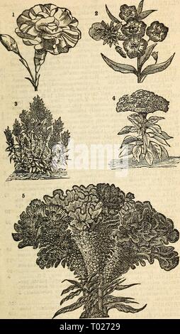 Dreer's garden calendario : 1877 . dreersgardencale1877henr Anno: 1877 Dreer Giardino del calendario. 50 irClMfMUW Prs*. 2. Co&GT; * voLvrtx:un Mrsos. 3. C^LOSIA PlXtW8A- 4. Dwarf cresta di gallo. r.,"R. 5. Oro ake Crimson ViEiEOATtu Cc.-es COMB. Foto Stock