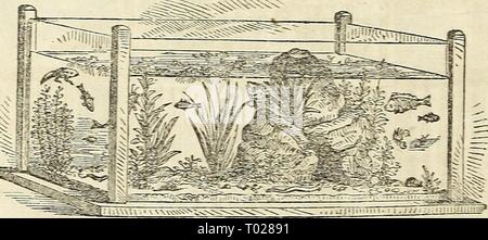 Dreer giardino del calendario per il 1864 . dreersgardencale1864henr Anno: 1864 Fig. 10-Aquasitm. ma l'aggiunta di minuto shell-pesci e altri piccoli animali acquatici, rende l'acqua chiara e ciascuno determina gli altri a prosperare. Alcune abilità e expe- rience sono necessari per regolare il corretto numero di capi o quantità di ciascuno, per il loro successo migliore il giardiniere e ufficiale di Arte rurale e rurali di gusto. York; Mead e Woodward, $2 all'anno. La Xew Culturist, Philadelphia, A. M. Spangler Editor, un agricole e orticole mensile. 25 centesimi all'anno, con un bel premio per ogni sottoscrizione Foto Stock