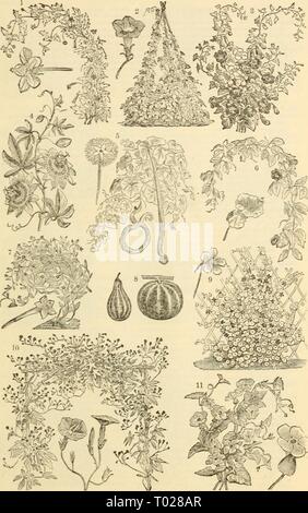 Dreer's garden calendario : 1883 . dreersgardencale1883henr Anno: 1883 DREER GIARDINO DEL CALENDARIO. 6y i. Loasa Latkritia. 2. Huberi Ipomcza varietà, Giapponese ibridi. 3 Maurakdia varietà. 4 Passiflora Iscarnata. j 5. Tricosanthes Coluerina, zucca di Serpente. 6 CoejEa Scandens. 7. Cypress Vitigno. , 8. Piccolo coloquintidi ornamentali. Tr&lt;vp.eohm Mam ^ varietà, ok alti i Nasturzi Ivy-Leaved Cypress Vine. Thl-neergia varietà,O- Black Eyed Susan. Foto Stock