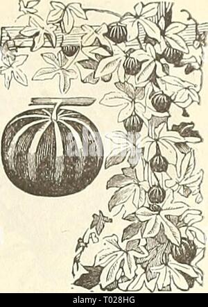 Dreer's garden calendario : 1889 . dreersgardencale1889henr Anno: 1889 ^^.^^. Â . -^^^* TuBLRcrLS I'.EGONIA. CakDIOSPEUMUM. Balsamo da Apple e balsamo pera (vedere Momordica). Vite a palloncino. (L'Amore in un soffio.) Un rapido-pianta crescente; riesce meglio in un terreno di luce calda aud situazione ; fiori bianco ; metà hardy annuale; 5 piedi. PER PKT. 5272 Cardiospermum Halicacabiim. Per oz. 30 cts BAPTISIA 5. (Falso Indaco.) Una bella hardy pianta erbacea perenne pro- diminuire |&GT;ea fiori a forma, sulle punte 6 pollici di lunghezza. 5274 Australis. Blu brillante ; 2i piedi 10 BARTONIA. La produzione di vistose fioriture, al di sopra della sua gra Foto Stock