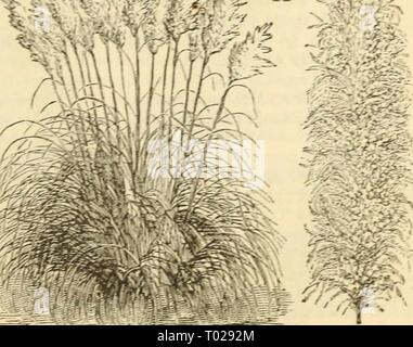 Dreer's garden calendario : 1883 . dreersgardencale1883henr Anno: 1883 Se * i. Ckrvscr'-s Cynosuroides. 2. Bbomus Briz.eformis. 3. Erianthus Ravenna:. 4. Lagurls Ovatus, o di lepre la coda dell'erba. 5. Stifa Pe.nna.-a. deum Jlbatcm, o coda di scoiattolo ostis varietà. 9. Briza gracilis, o erba Rattlesnake :za Maxima o QvAkixg erba. GvNEkii-M Akge.vtelm o Pampas erba Foto Stock