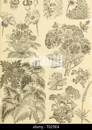 Dreer's garden calendario : 1883 . dreersgardencale1883henr Anno: 1883 DREER'S GARDES CALEXDAR. 79 * ^S?K 5 £-£S^" i. Fucsia, doppia e singola. ' 4. Primula Sinensis Fimeeiata, 6. Dreer'sHybridColewsVarieti: 2. Myrsiphyllum Asparagoides o Cinese varietà. 7. Gloxinia Crassifolia varietà Smilax. 5. Geranio,o Pelargonium, Lady 3. Eliotropio varietà. 3. Il Trop^eolum Lobeianum varietà. Varietà di Washington. }. Salyia Farinagea. Foto Stock